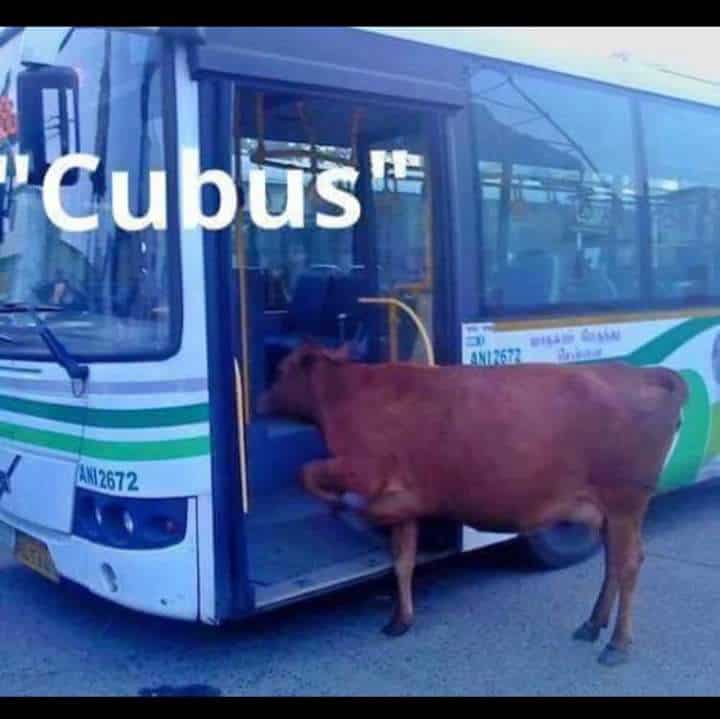 Cube bussi