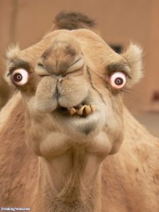 Gal kamel